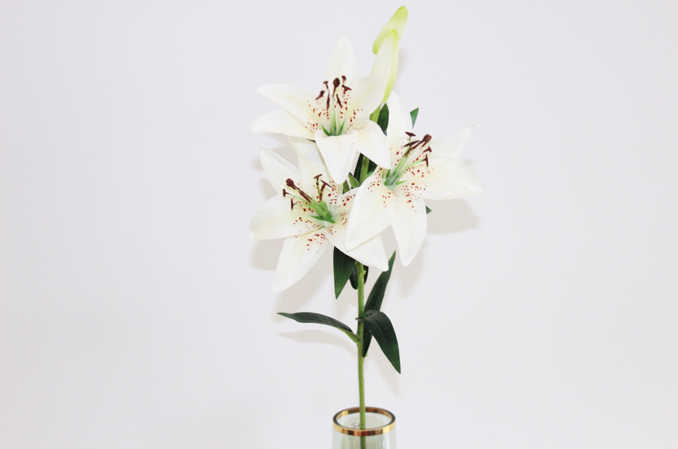 Stargazer lily white Stargazer Lily